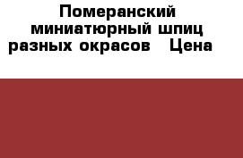 Померанский миниатюрный шпиц разных окрасов › Цена ­ 16 000 - Алтайский край, Баевский р-н, Верх-Пайва с. Животные и растения » Собаки   . Алтайский край